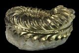 Pyritized (Pleuroceras) Ammonite Fossil - Germany #131126-1